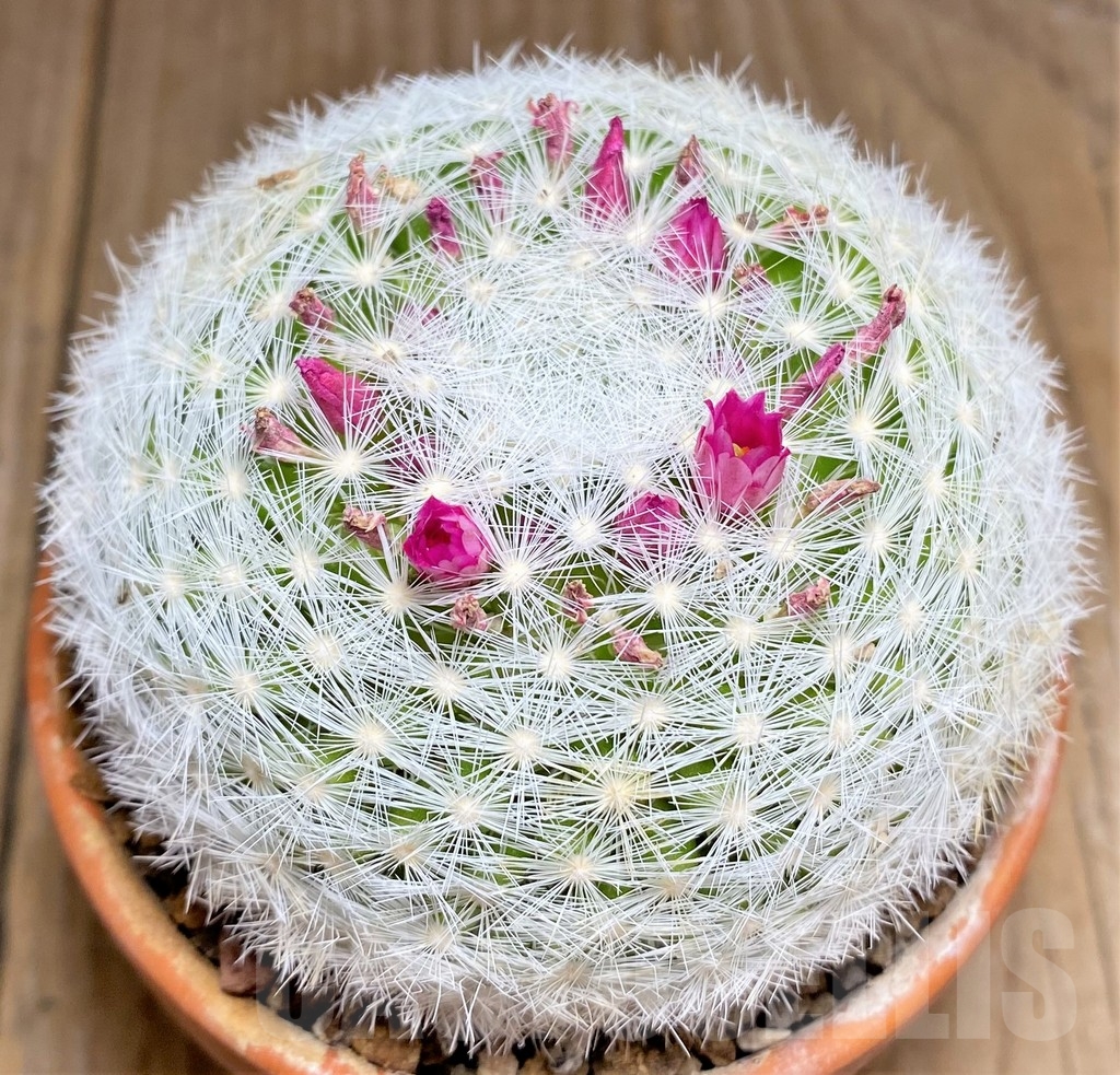 SHPR24685 Mammillaria humboldtii RH 132