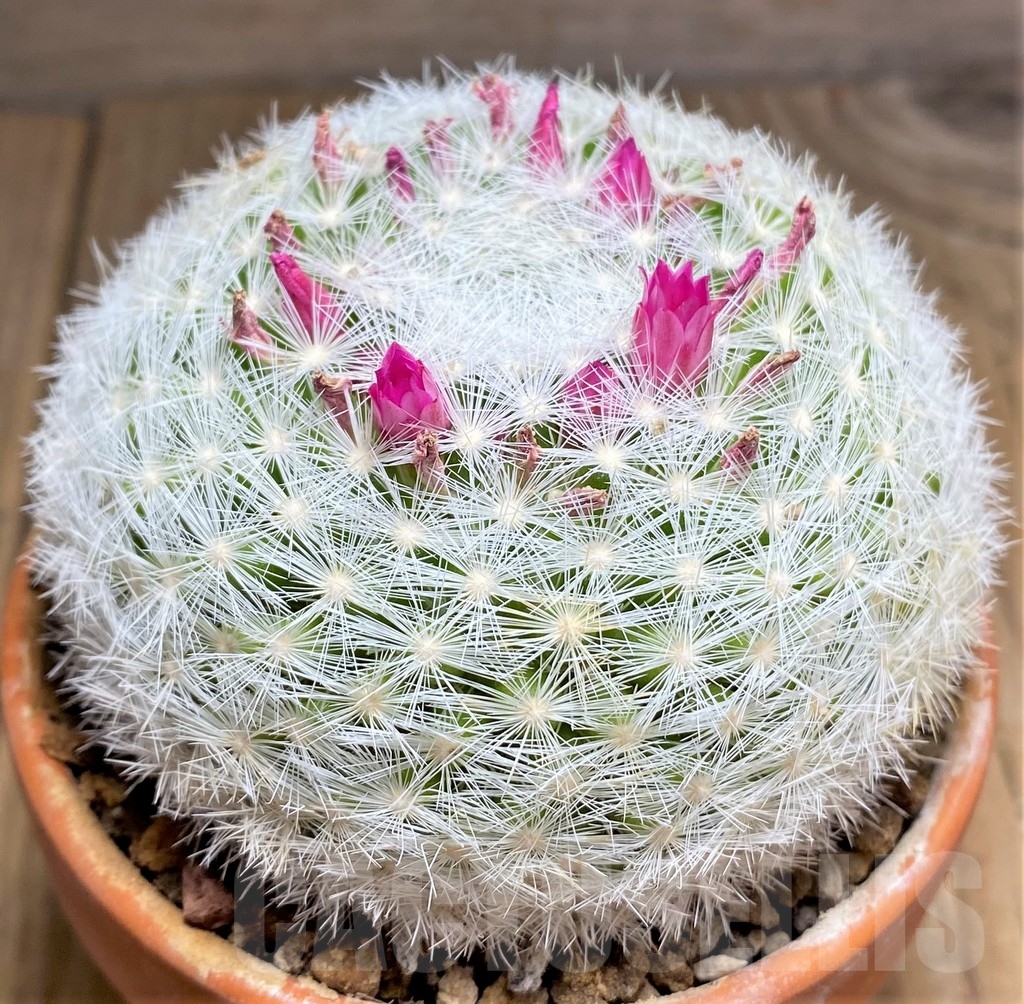 SHPR24685 Mammillaria humboldtii RH 132 - Image 2