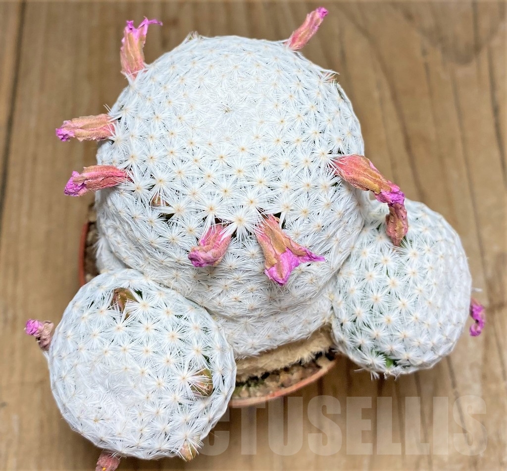 SHPR24686 Mammillaria herrerae RS 1325