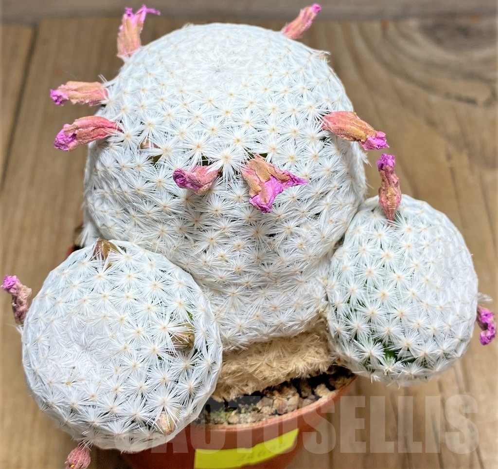 SHPR24686 Mammillaria herrerae RS 1325 – Bild 2