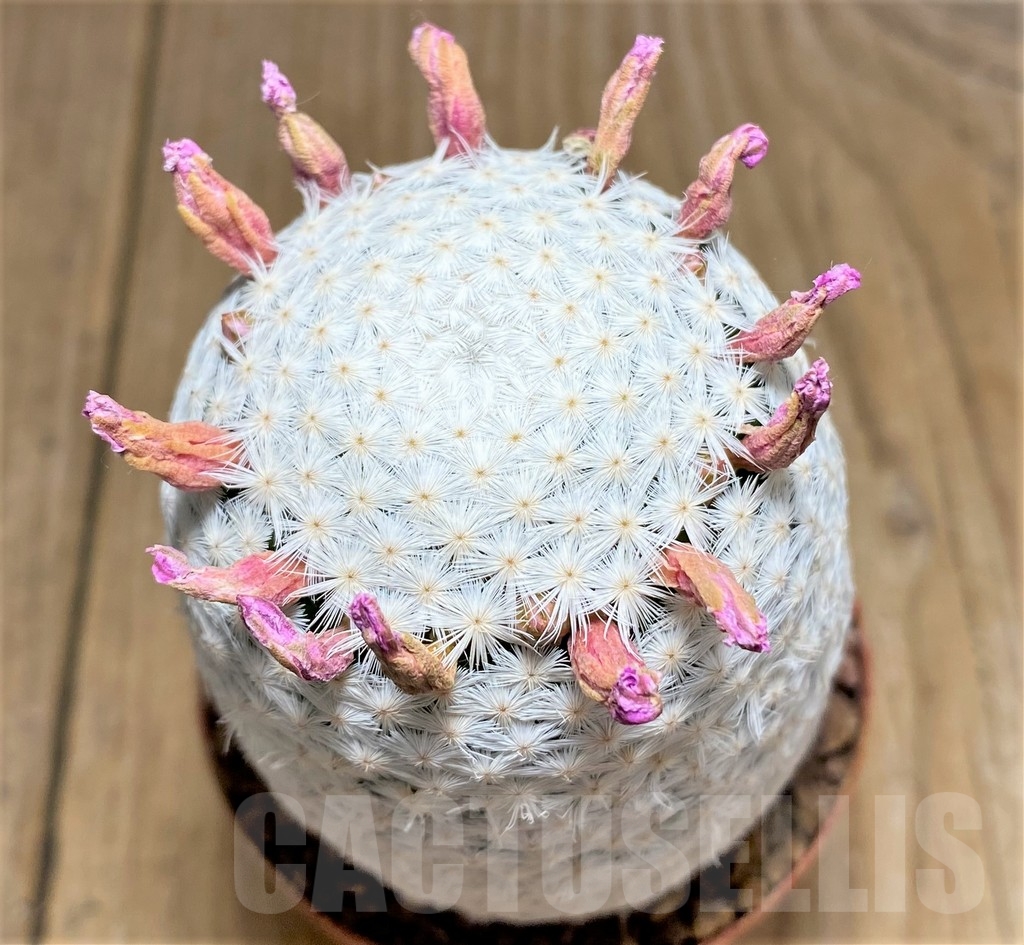 SHPR24687 Mammillaria herrerae RS 1325