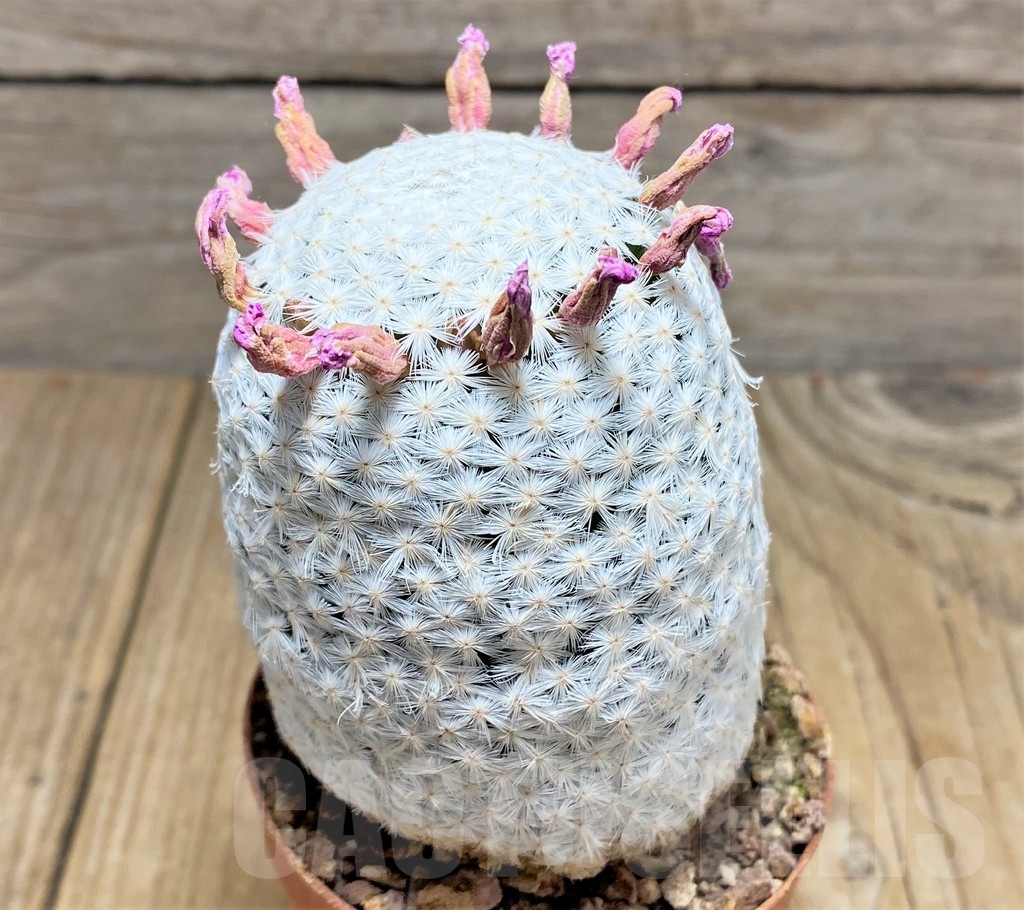SHPR24687 Mammillaria herrerae RS 1325 – Bild 2