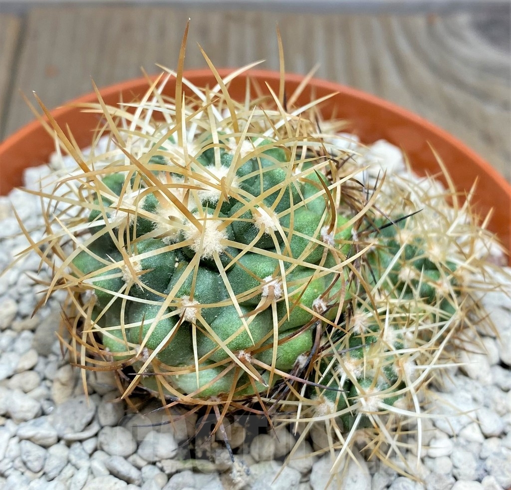 SHPR24688 Copiapoa coquimbana v. andina PV 2801