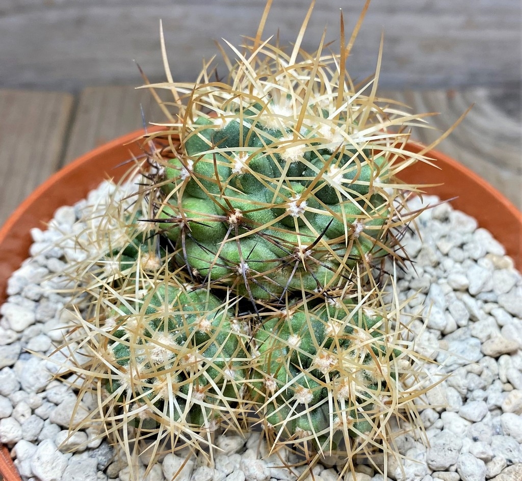 SHPR24688 Copiapoa coquimbana v. andina PV 2801 – Bild 2