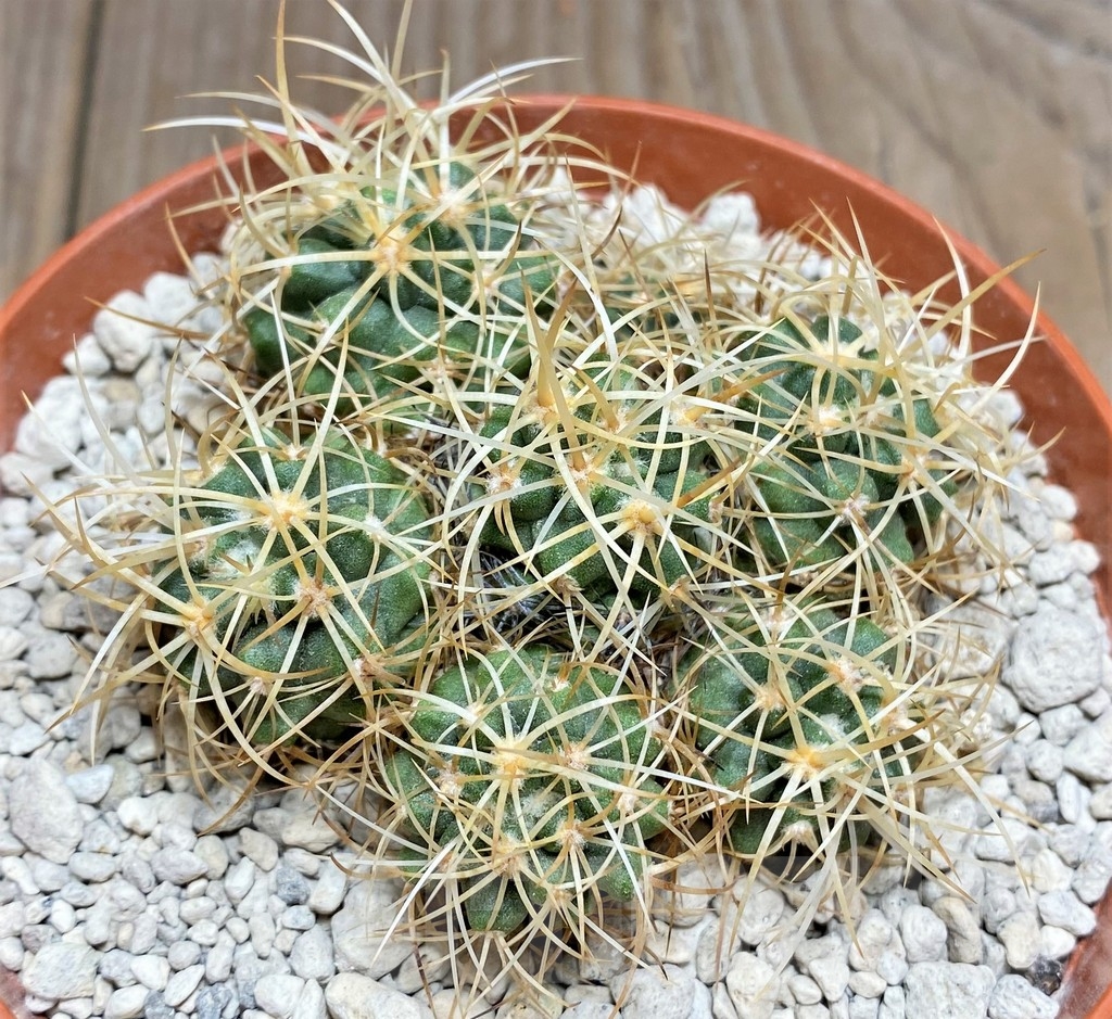 SHPR24689 Copiapoa coquimbana v. andina PV 2801