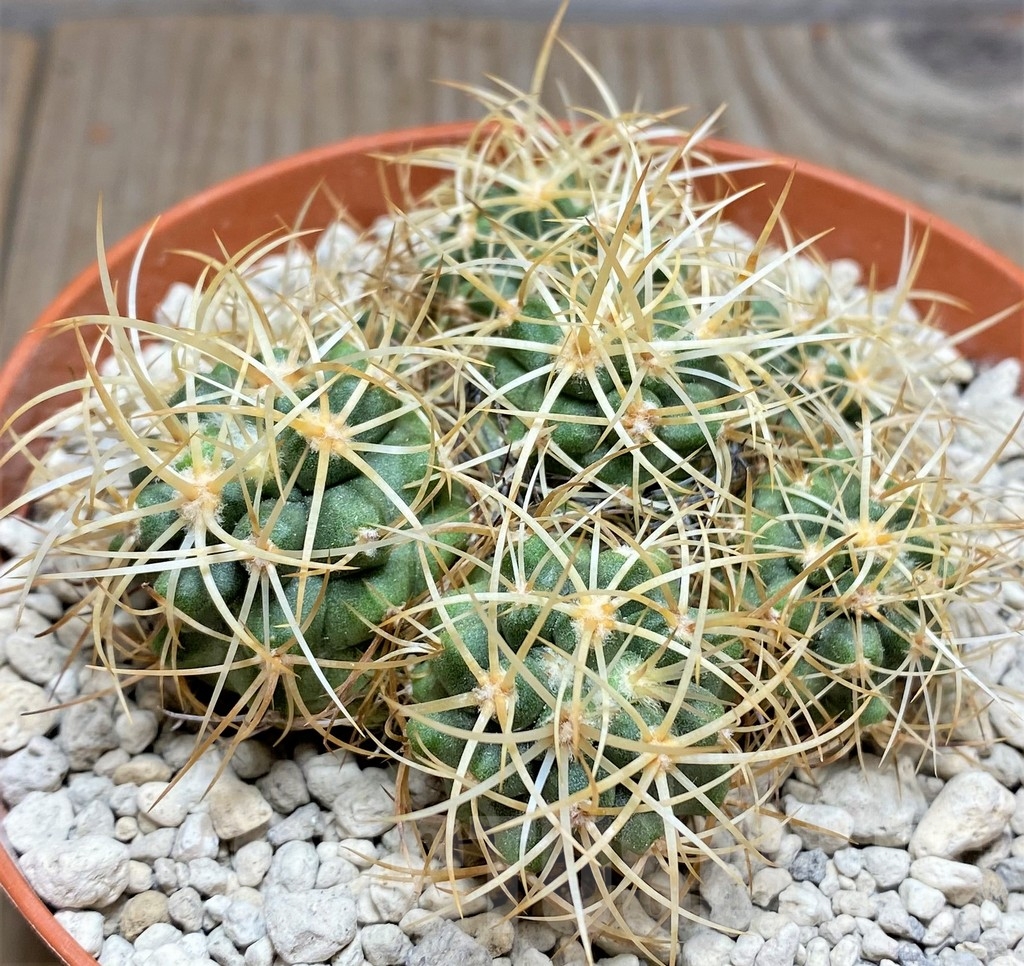 SHPR24689 Copiapoa coquimbana v. andina PV 2801 – Bild 2