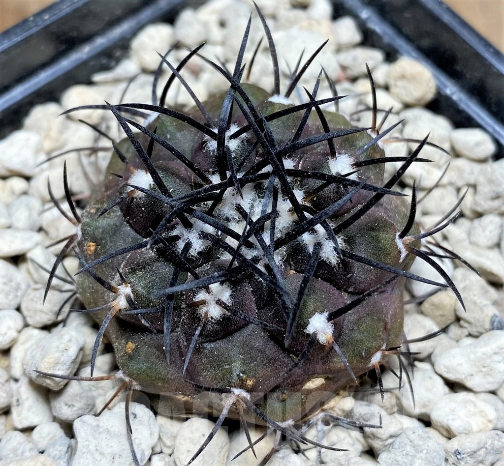 SHPR24693 Copiapoa griseoviolacea PV 2805