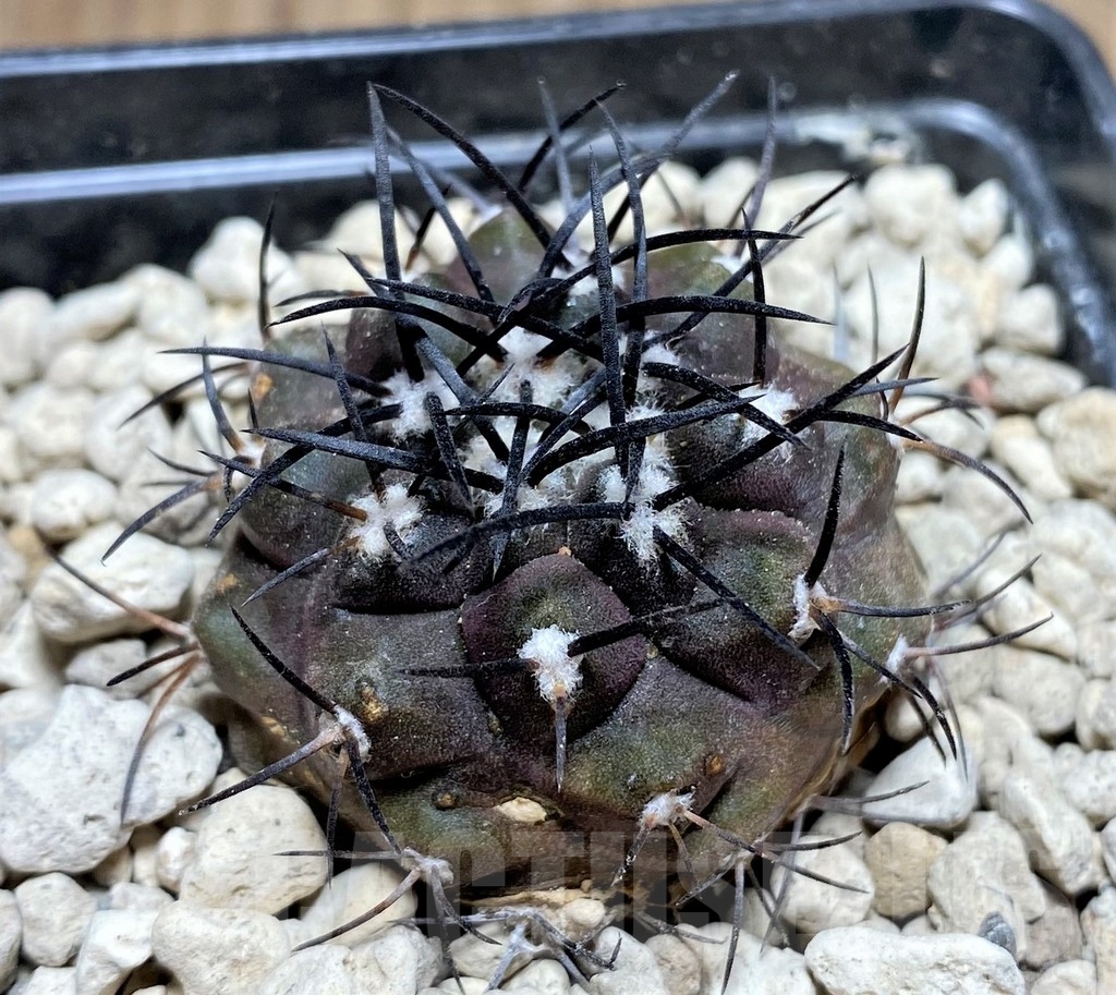 SHPR24693 Copiapoa griseoviolacea PV 2805 – Image 2