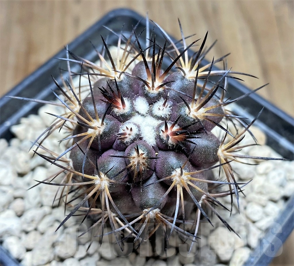 SHPR24694 Copiapoa megarhiza PV 2800
