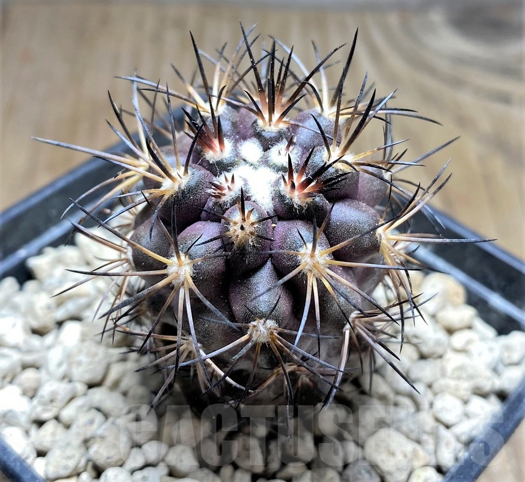 SHPR24694 Copiapoa megarhiza PV 2800 - Зображення 2
