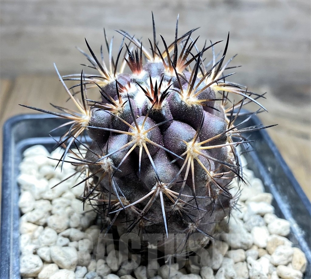 SHPR24694 Copiapoa megarhiza PV 2800 - Зображення 3
