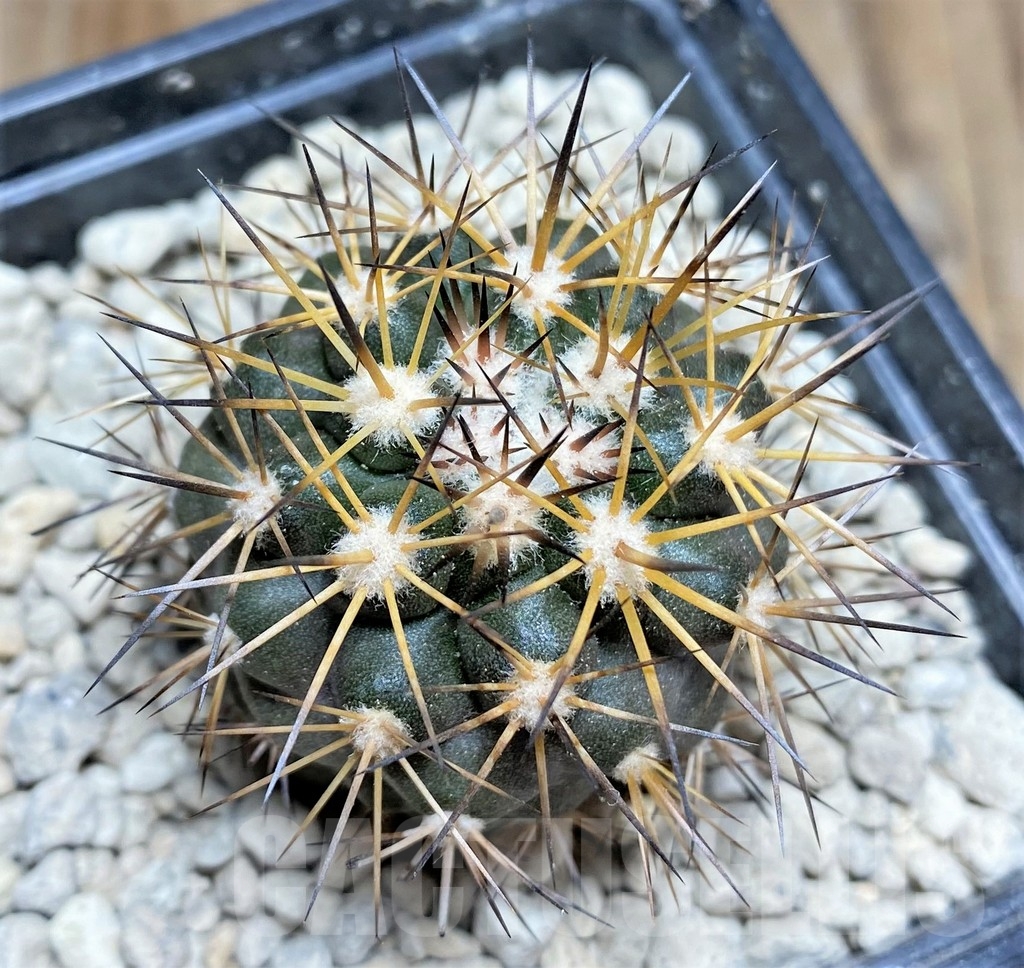 SHPR24695 Copiapoa megarhiza PV 2800