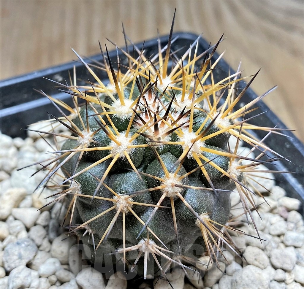 SHPR24695 Copiapoa megarhiza PV 2800 – Bild 2