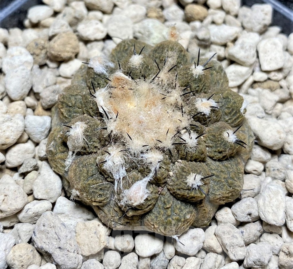 SHPR24697 Copiapoa hypogaea 'Lizard Skin'