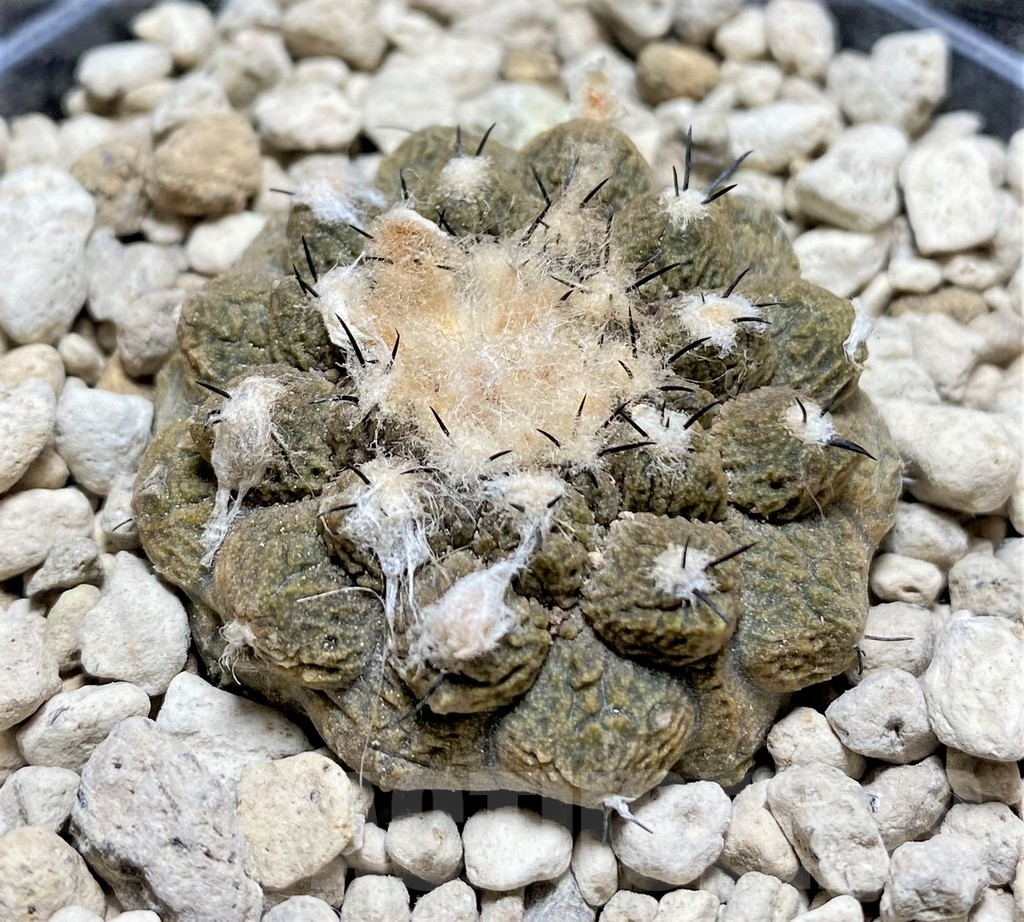 SHPR24697 Copiapoa hypogaea 'Lizard Skin' – Bild 2