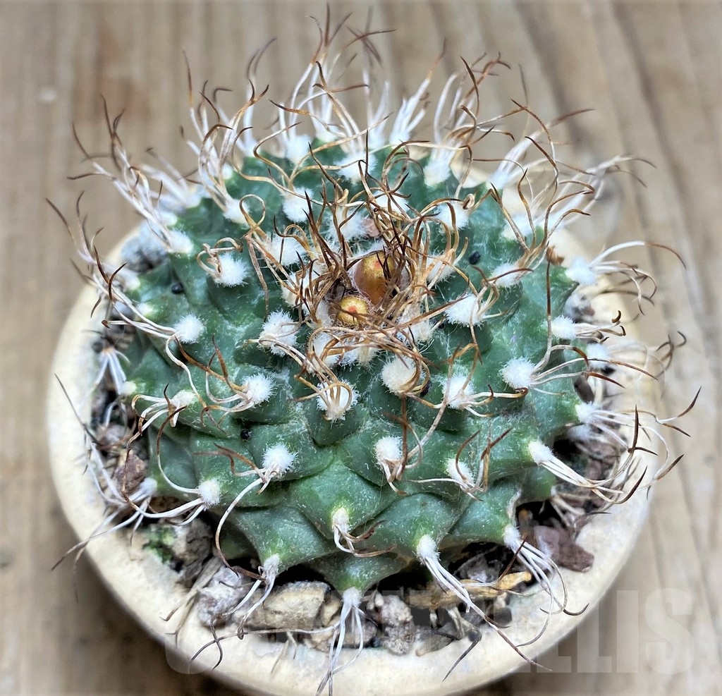 SHPR24698 Turbinicarpus schmiedickeanus ssp. lausseri MH 490 - Image 2