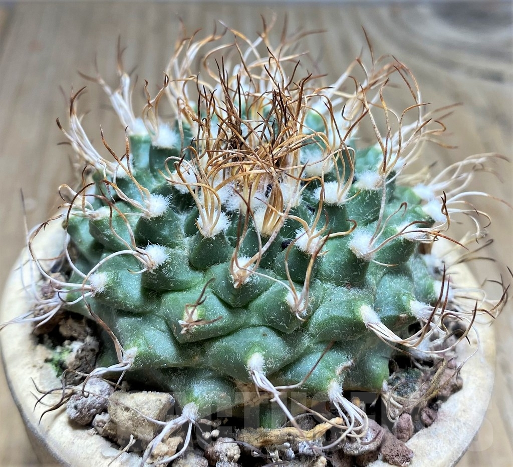 SHPR24698 Turbinicarpus schmiedickeanus ssp. lausseri MH 490 - Image 3