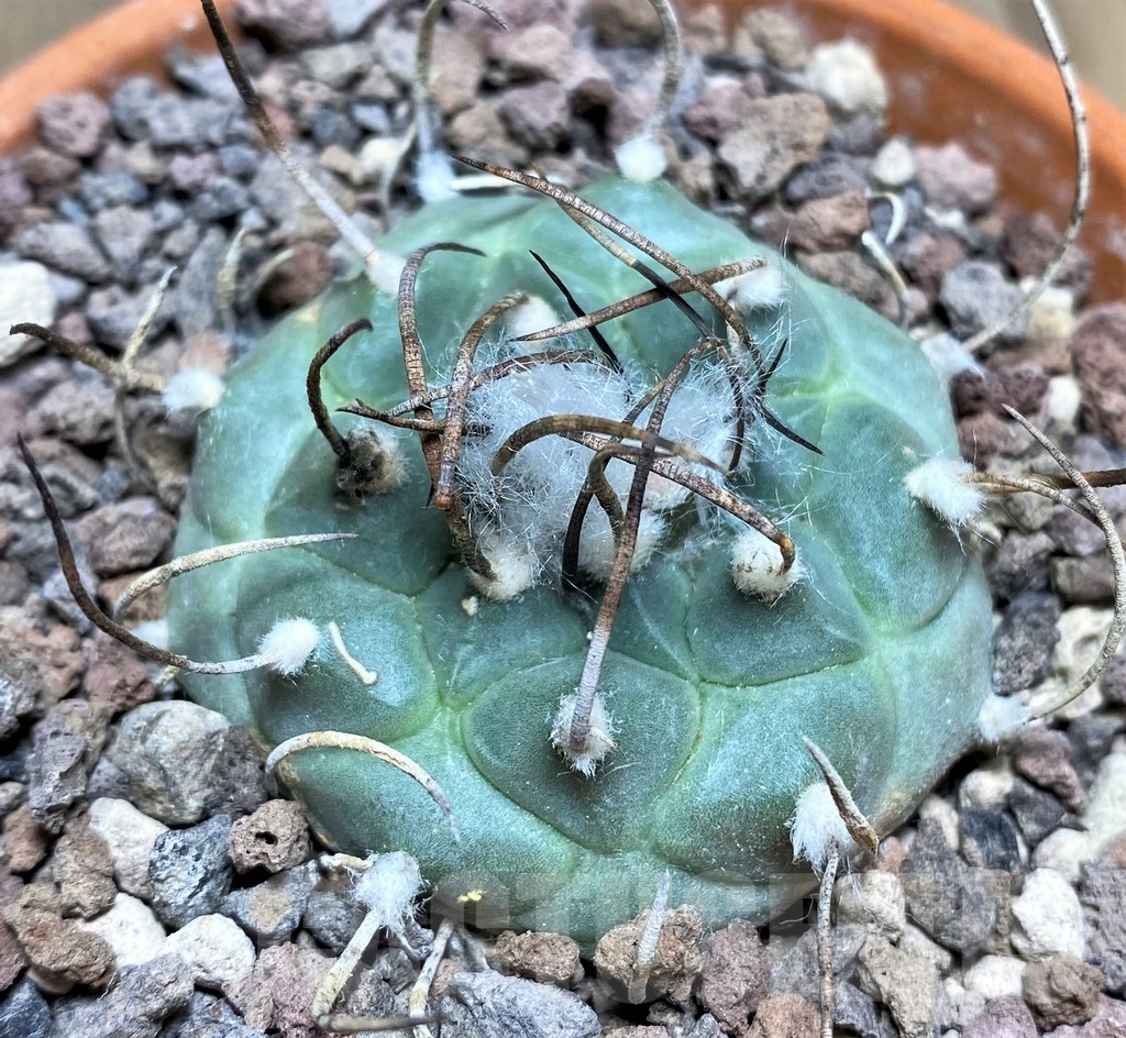 SHPR24699 Turbinicarpus schmiedickeanus v. rubriflorus Bonatz 1590