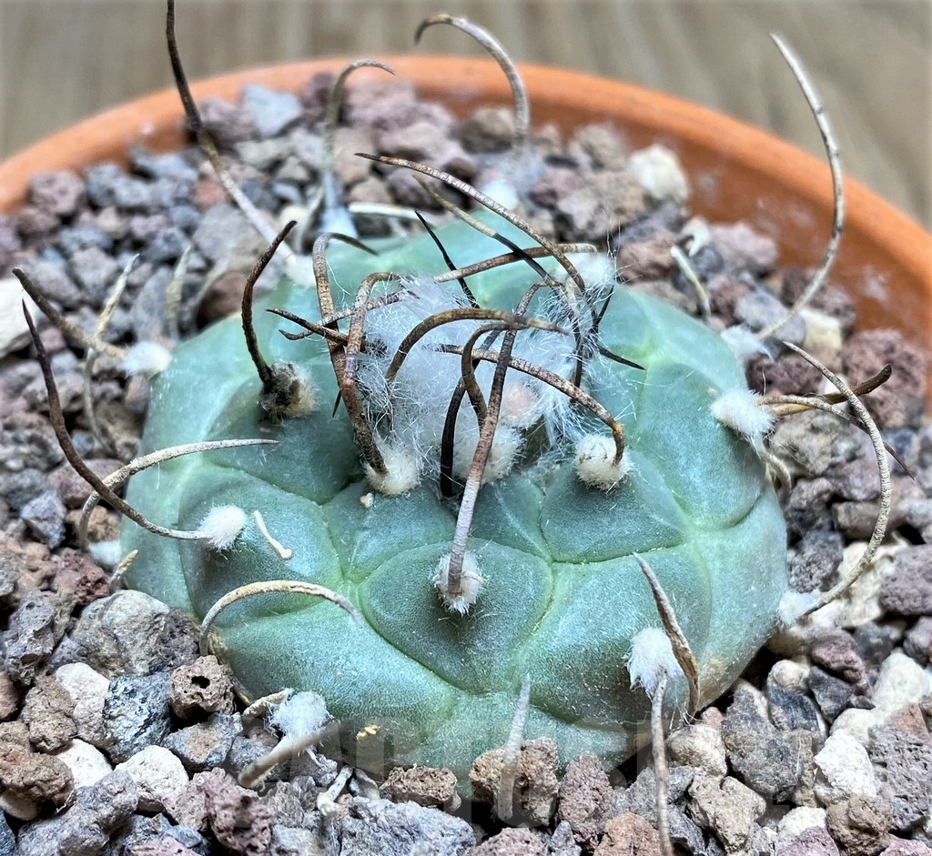 SHPR24699 Turbinicarpus schmiedickeanus v. rubriflorus Bonatz 1590 - Image 2