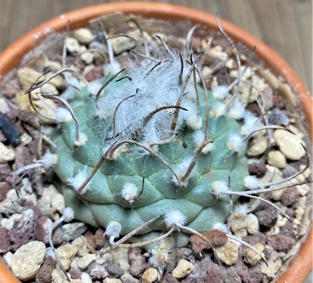 SHPR24700 Turbinicarpus schmiedickeanus v. rubriflorus Bonatz 1590