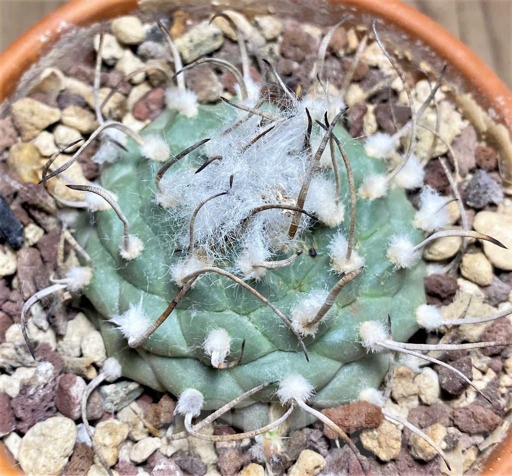 SHPR24700 Turbinicarpus schmiedickeanus v. rubriflorus Bonatz 1590 - Image 2