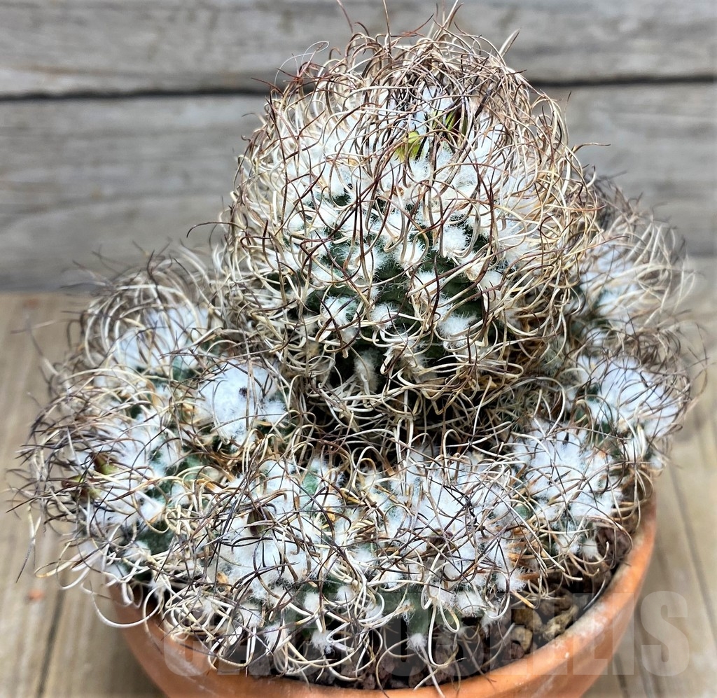 SHPR24703 Turbinicarpus krainzianus De Herdt 1965 - Imagen 2