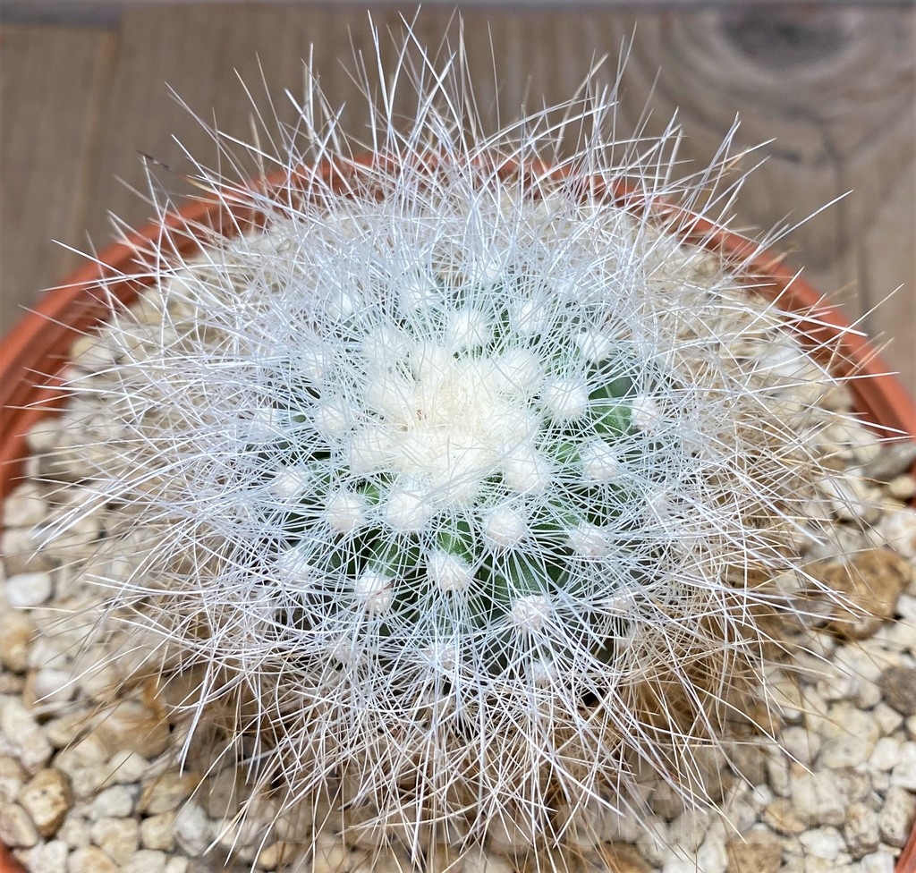 SHPR24704 Copiapoa krainziana PV 2791