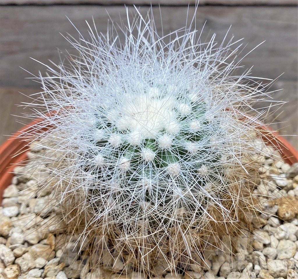 SHPR24704 Copiapoa krainziana PV 2791 - Image 2