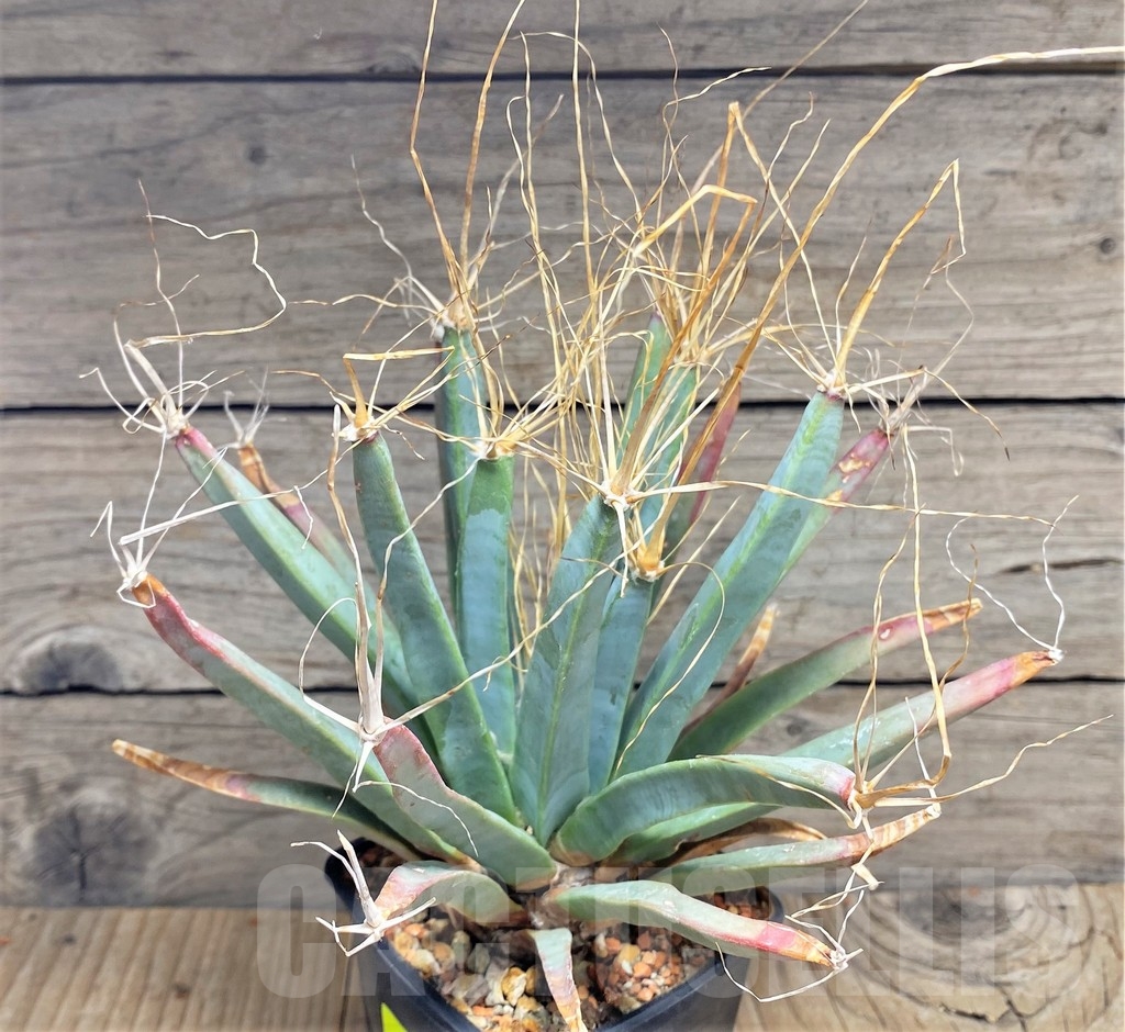 SHPR24705 Leuchtenbergia principis, 20 years - Imagen 2