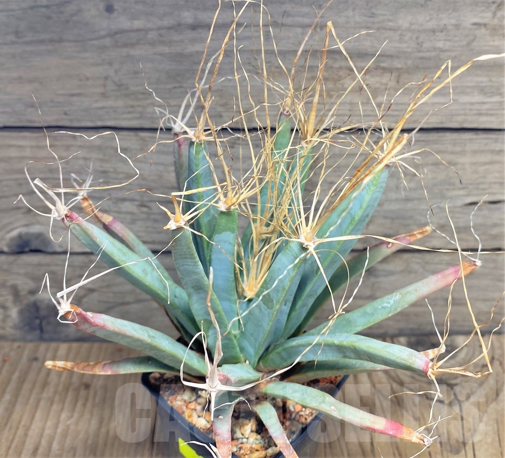 SHPR24705 Leuchtenbergia principis, 20 years