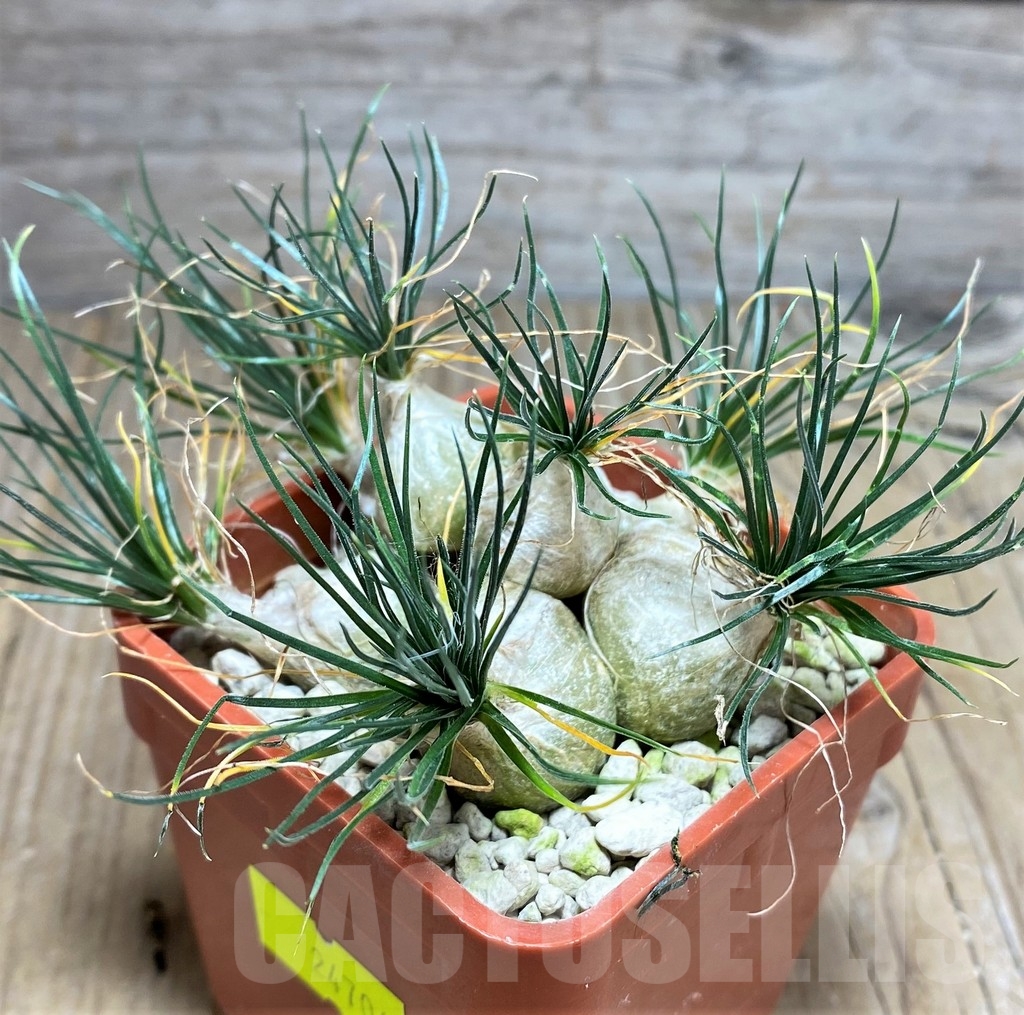 SHPR24706 Ornithogalum sardienii mini form