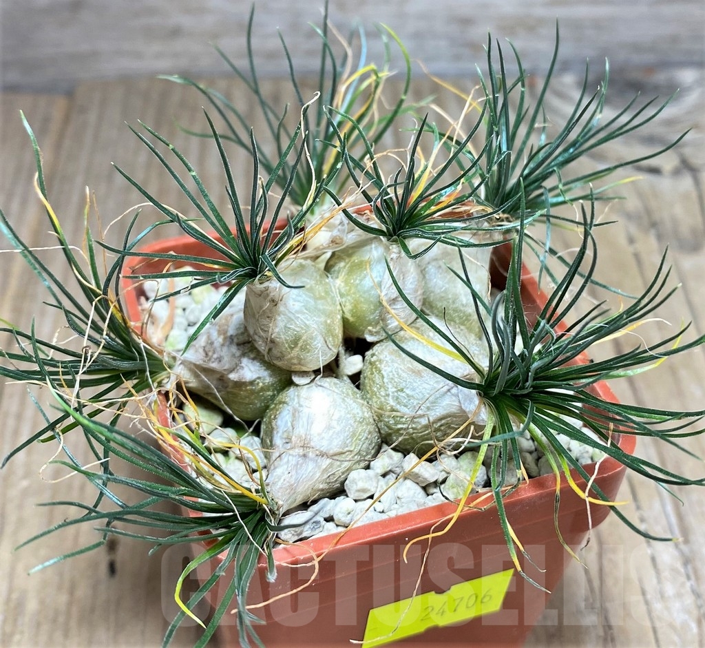 SHPR24706 Ornithogalum sardienii mini form – Bild 2