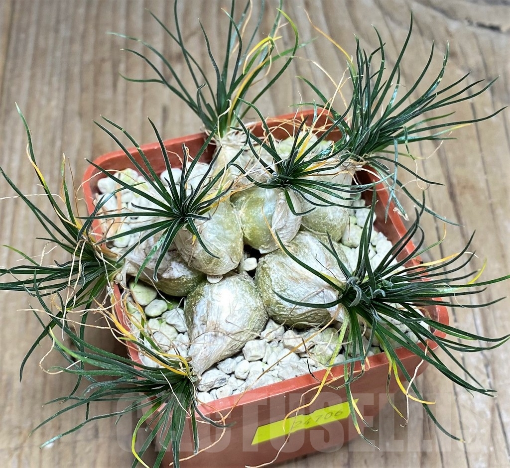 SHPR24706 Ornithogalum sardienii mini form – Bild 3