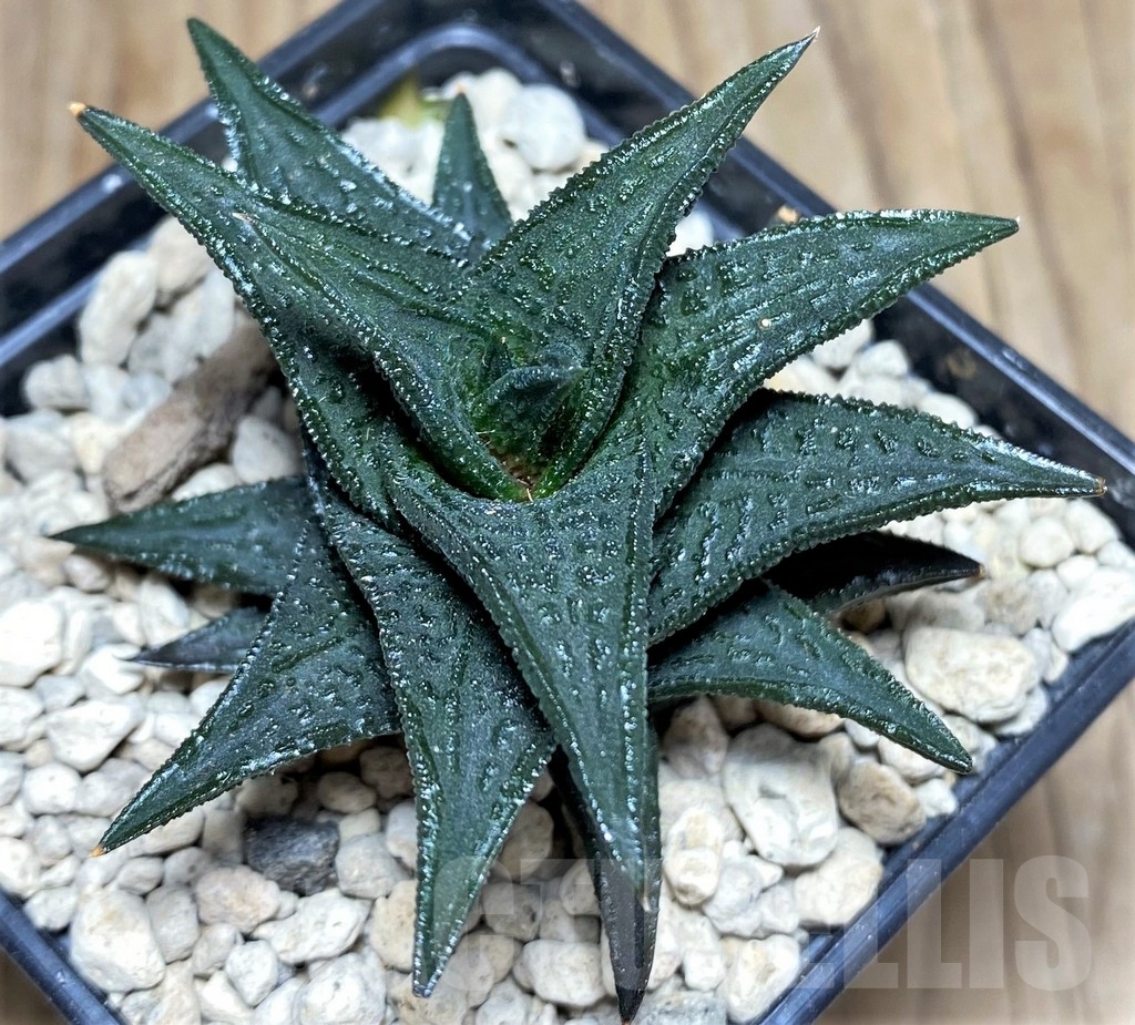 SHPR24708 Haworthia nigra, ex Cok