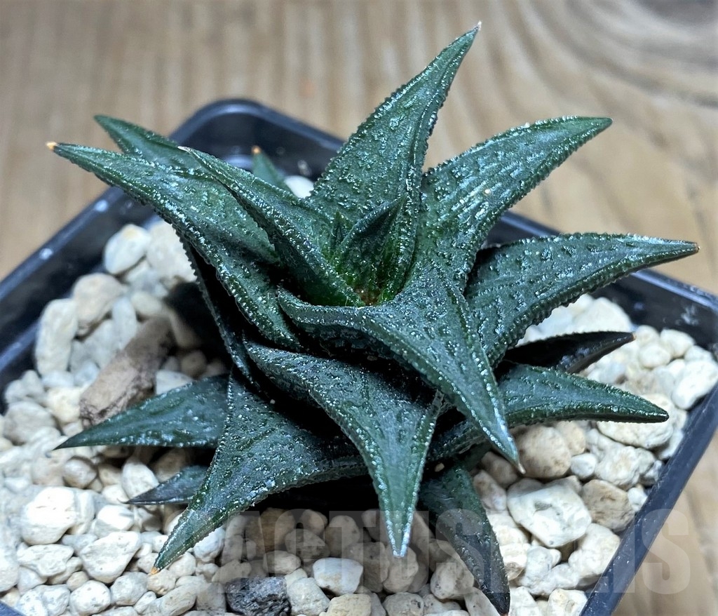 SHPR24708 Haworthia nigra, ex Cok - Image 2