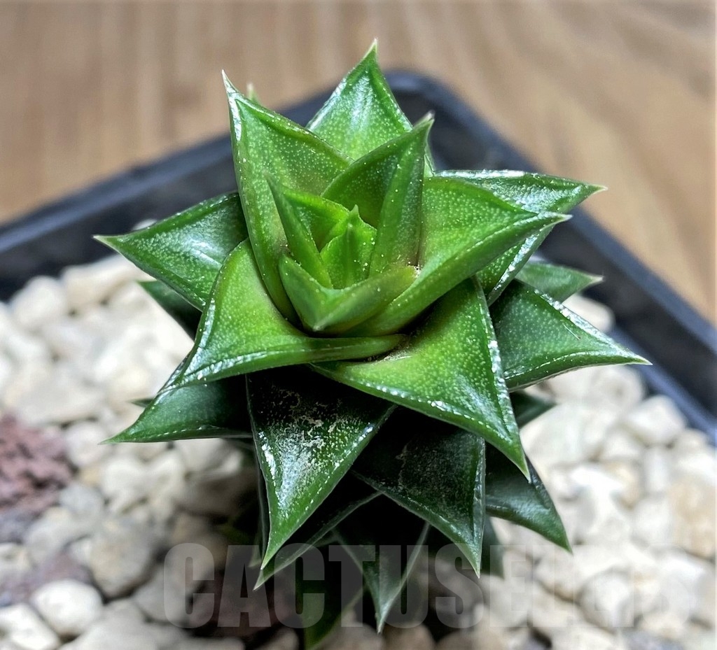 SHPR24711 Astroloba foliolosa -Willowmore-Somerset East-