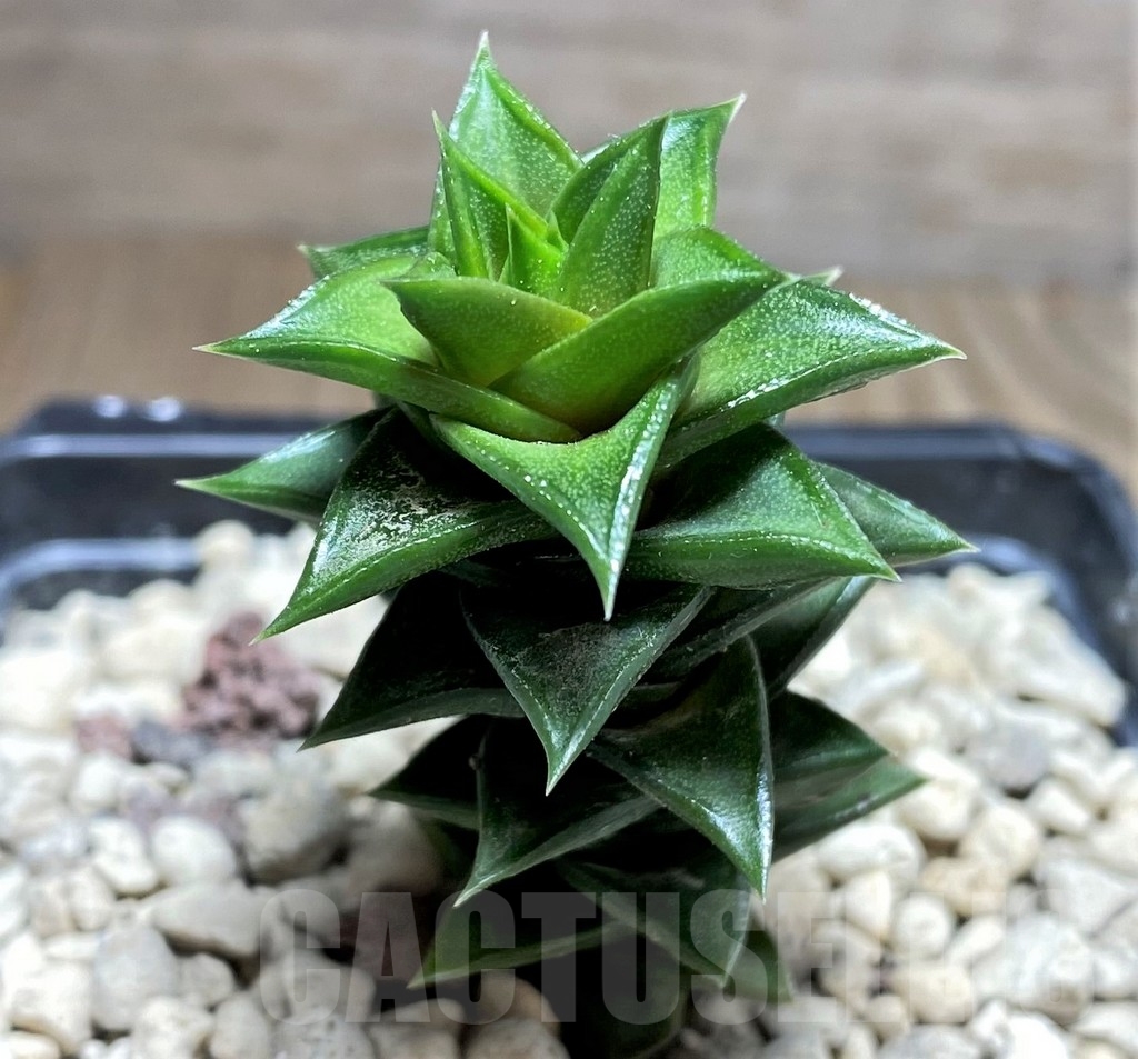 SHPR24711 Astroloba foliolosa -Willowmore-Somerset East- - immagine 2