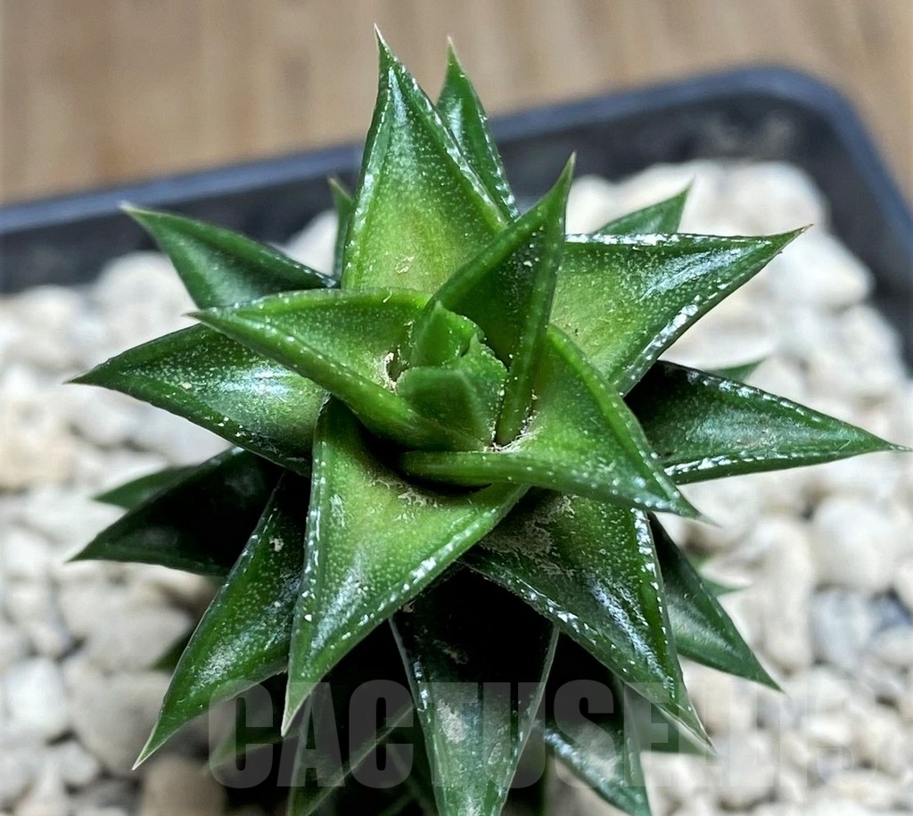 SHPR24712 Astroloba foliolosa -Willowmore-Somerset East-