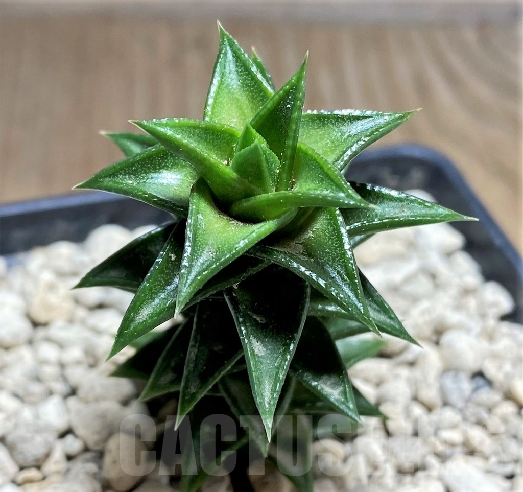 SHPR24712 Astroloba foliolosa -Willowmore-Somerset East- - Image 2