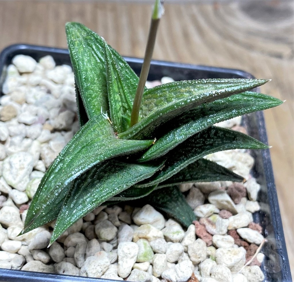 SHPR24713 Haworthia nigra, -just E Adelaide- - immagine 2