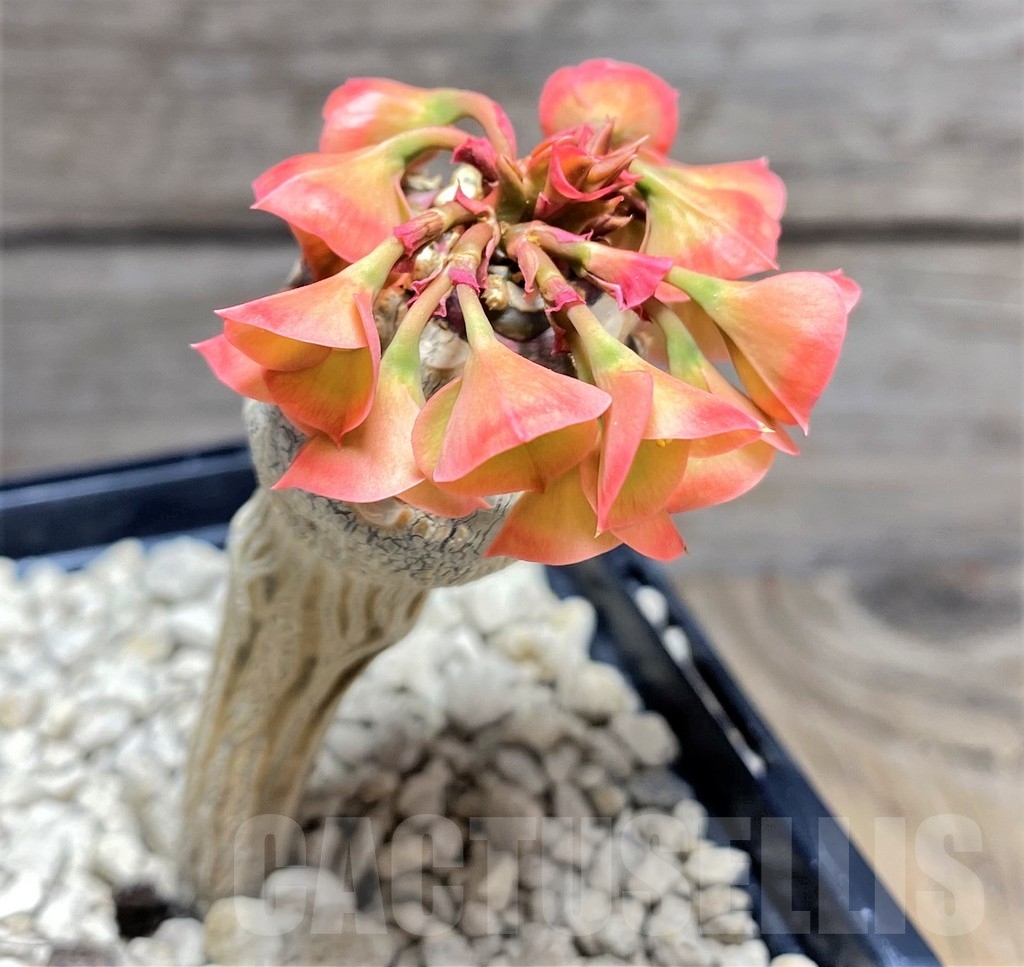 SHPR24714 Euphorbia ankarensis - 画像 (3)