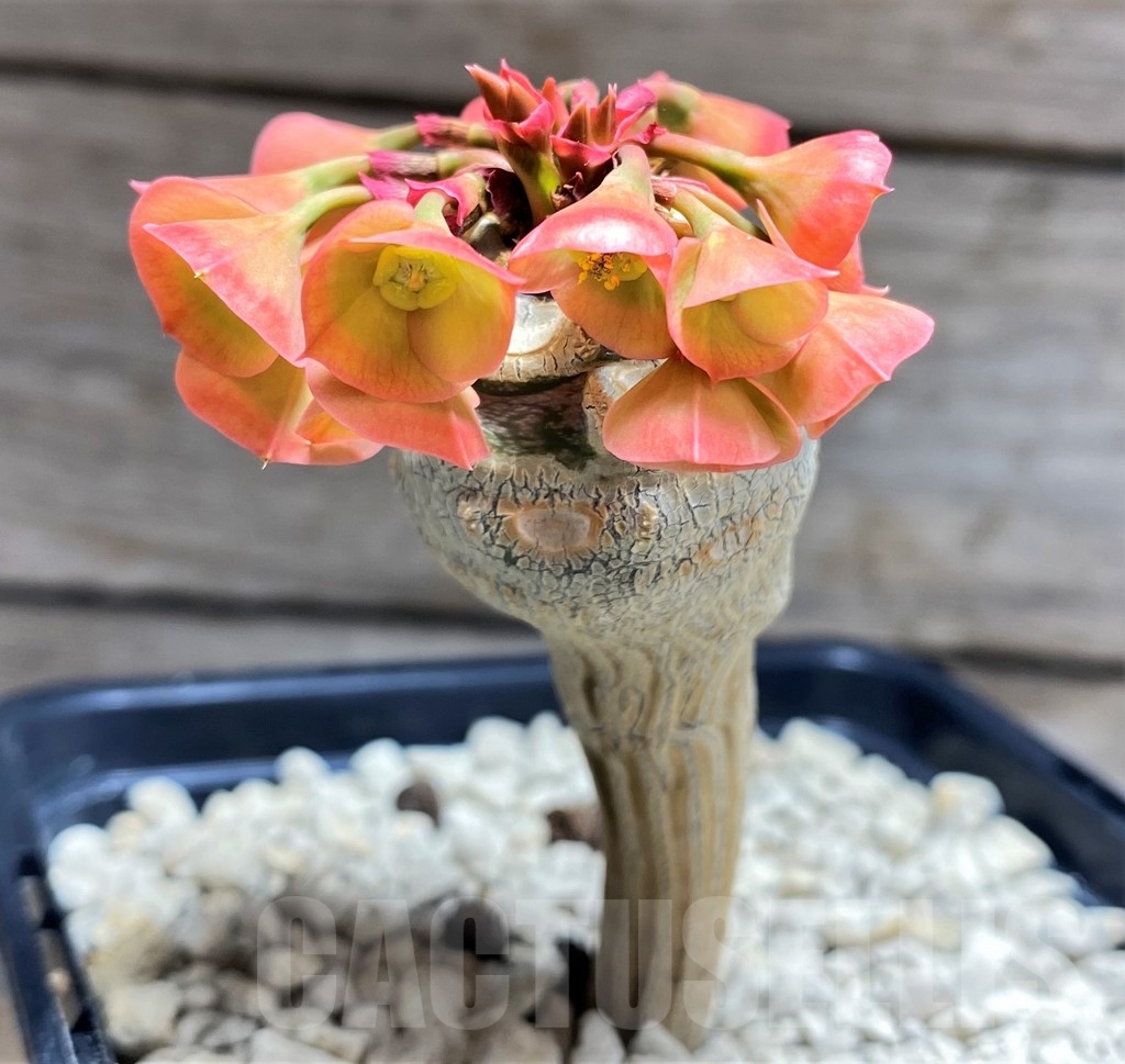 SHPR24714 Euphorbia ankarensis