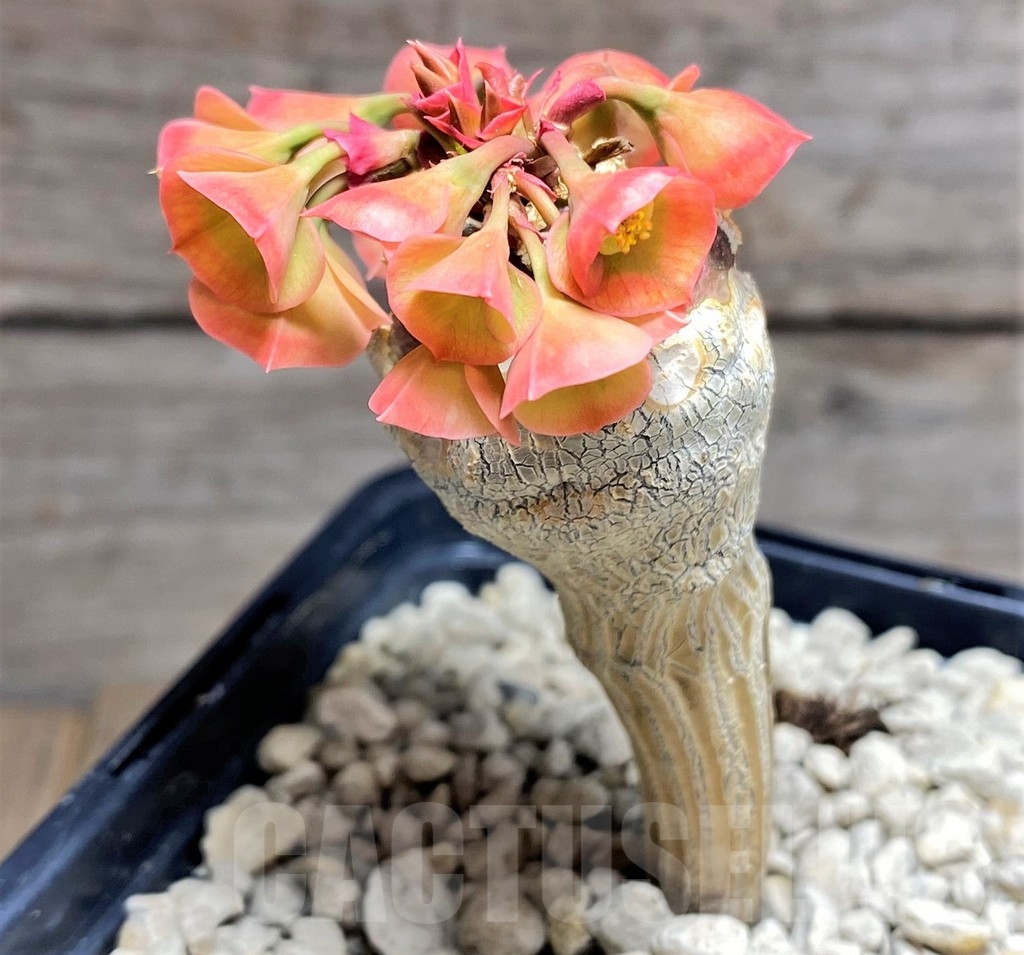 SHPR24714 Euphorbia ankarensis - 画像 (2)