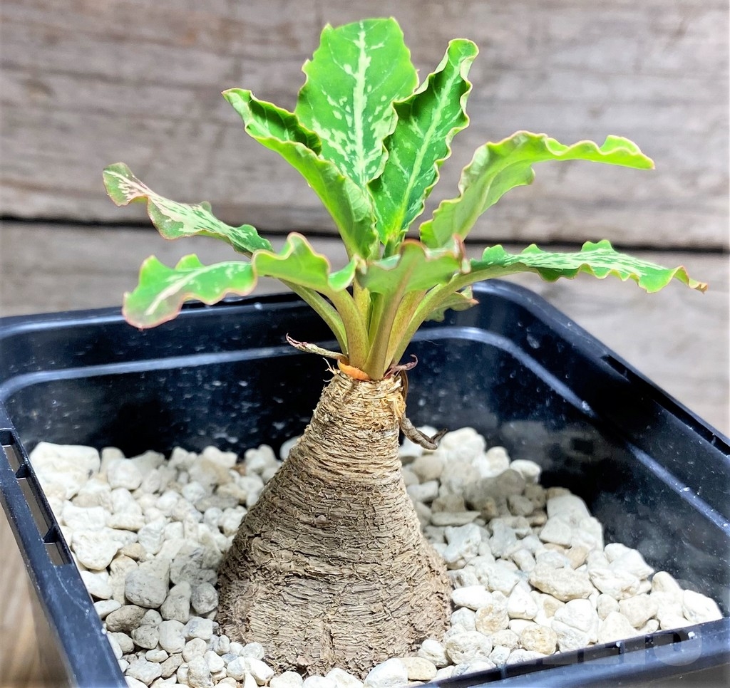 SHPR24715 Euphorbia spannringii Fish bone - 画像 (2)