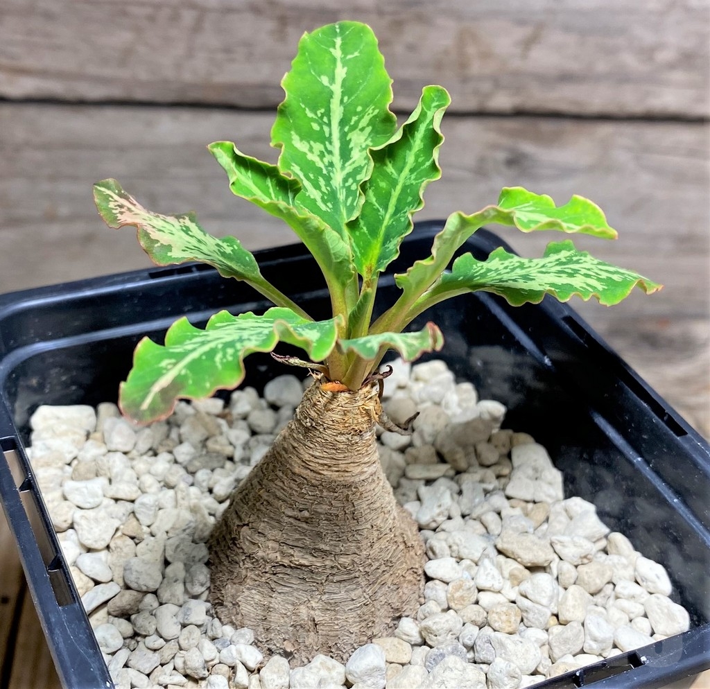 SHPR24715 Euphorbia spannringii Fish bone - 画像 (3)