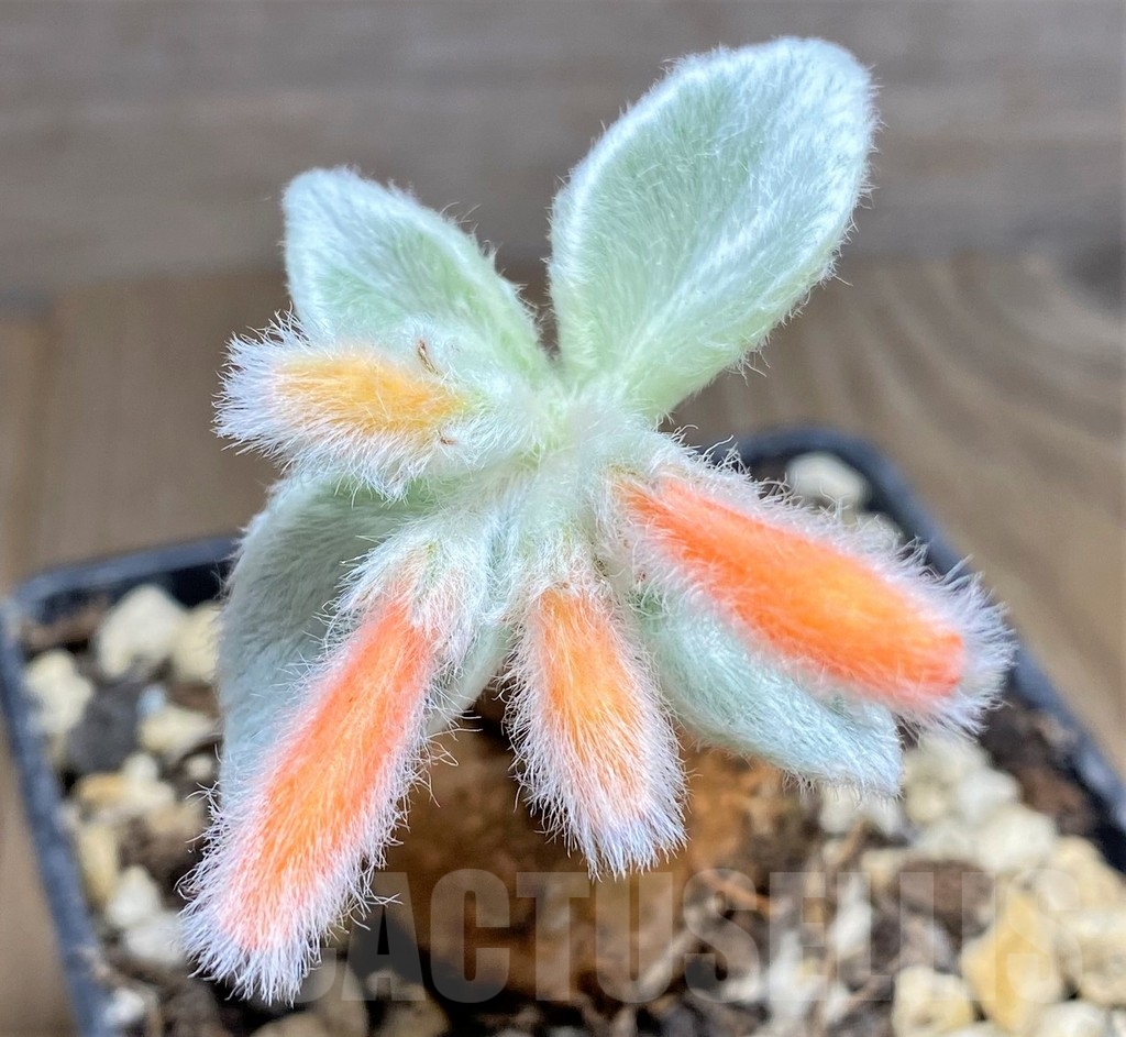 SHPR24717 Sinningia leucotricha