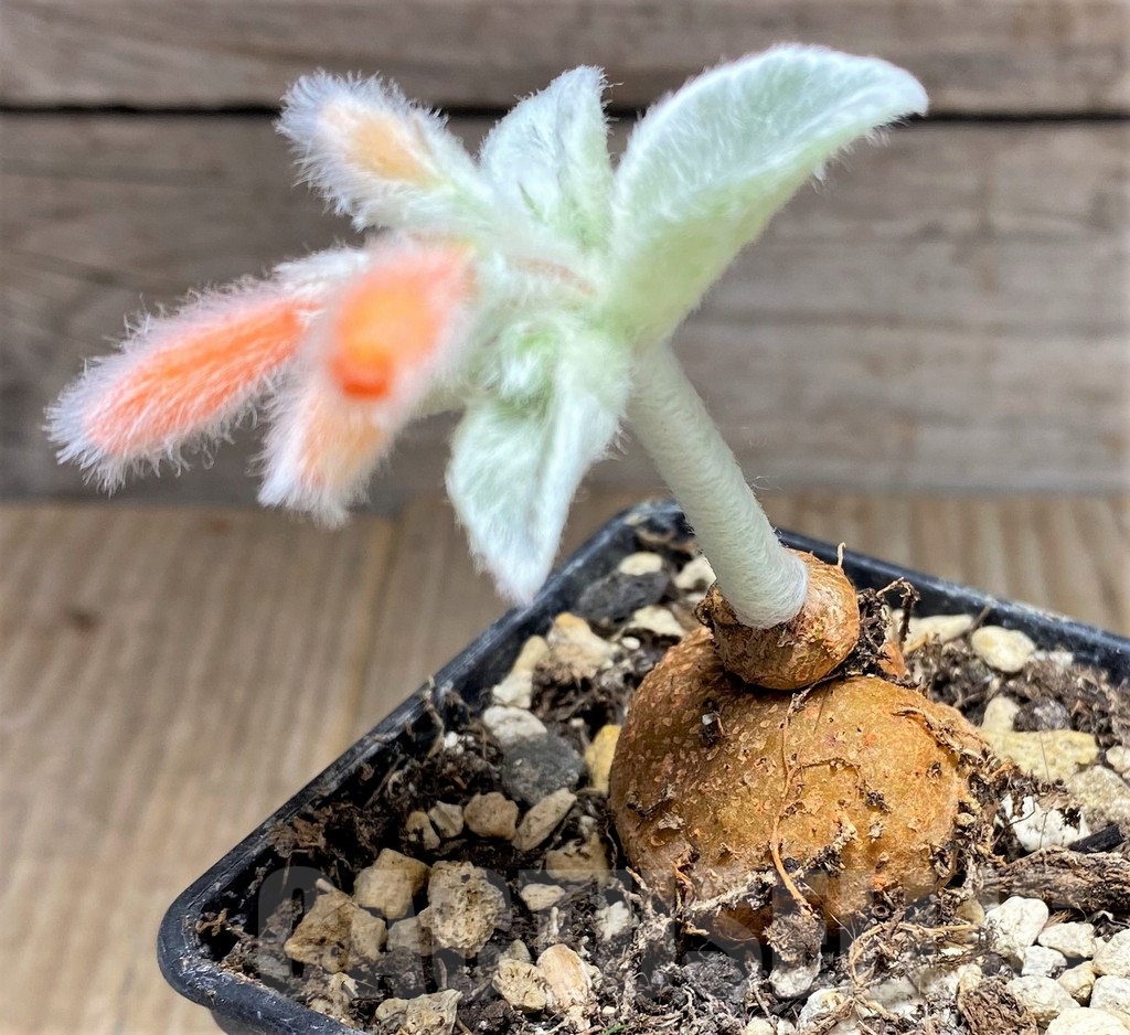 SHPR24717 Sinningia leucotricha - Obrázek 2