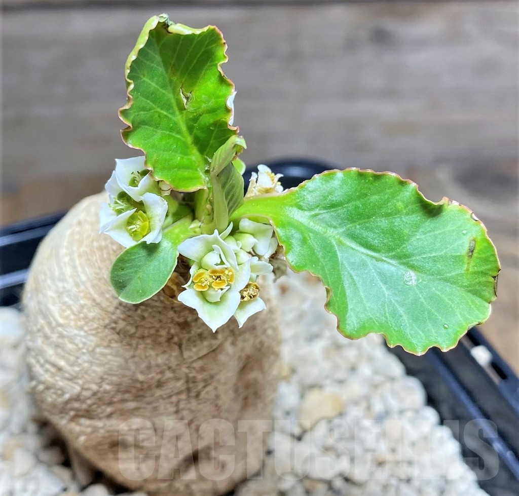 SHPR24721 Euphorbia primulifolia