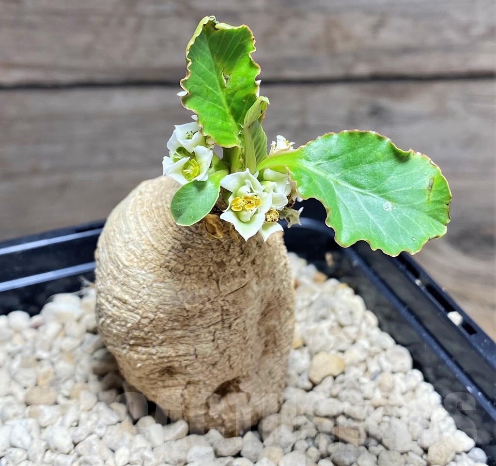 SHPR24721 Euphorbia primulifolia - immagine 2