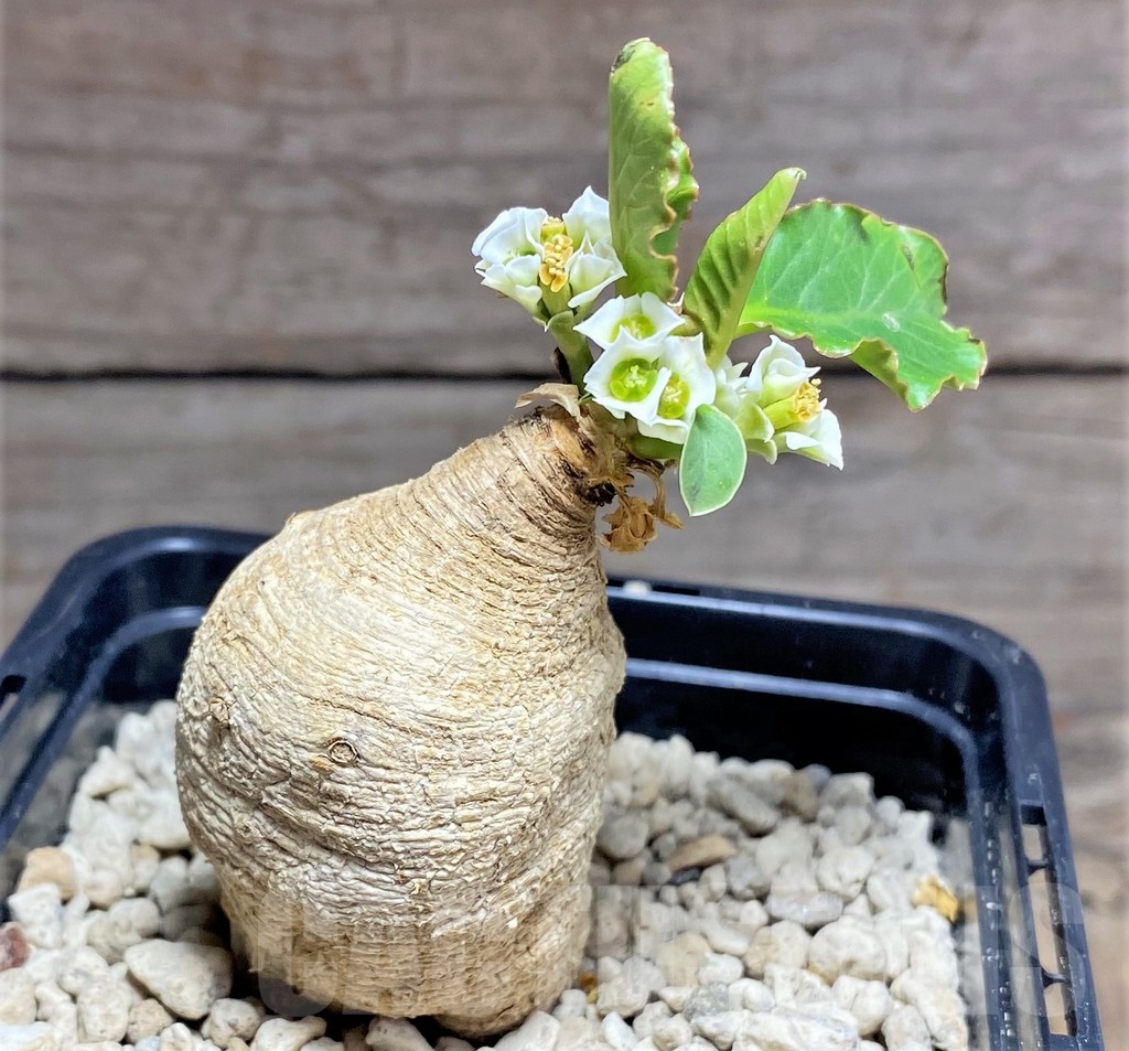 SHPR24721 Euphorbia primulifolia - immagine 3